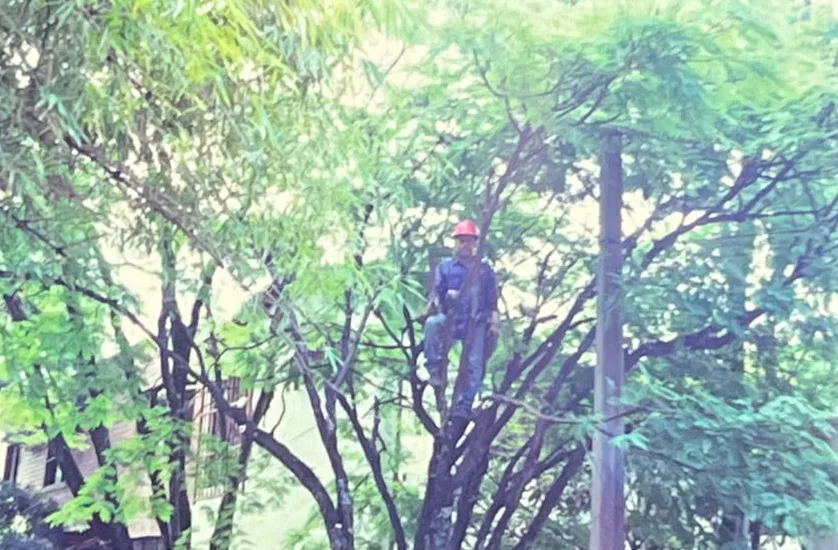 PRECOODES TRABAJO EN ALTURAS Y MANTENIMIENTO DE ARBOLES