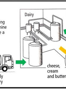 Process: Milk production