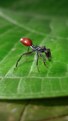 Copy of Why would a worm turn an ant into a berry?