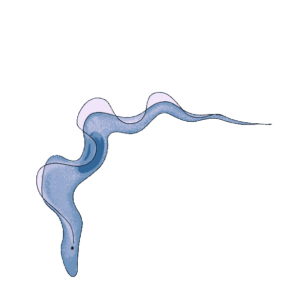 Trypanosoma.gif