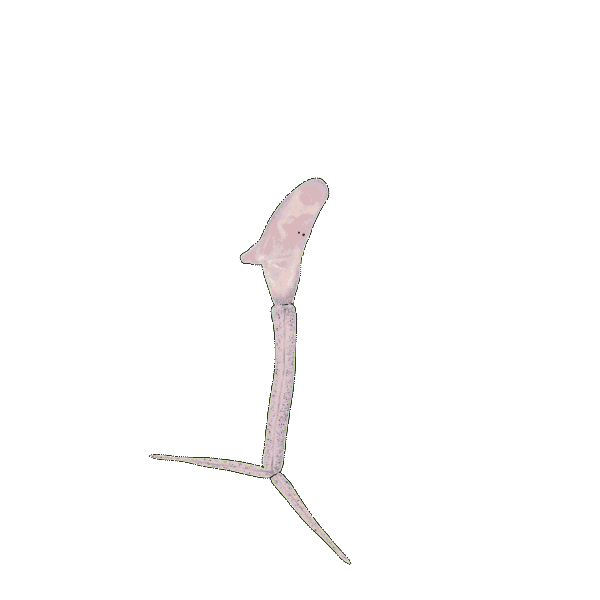 Untitled-20.gif