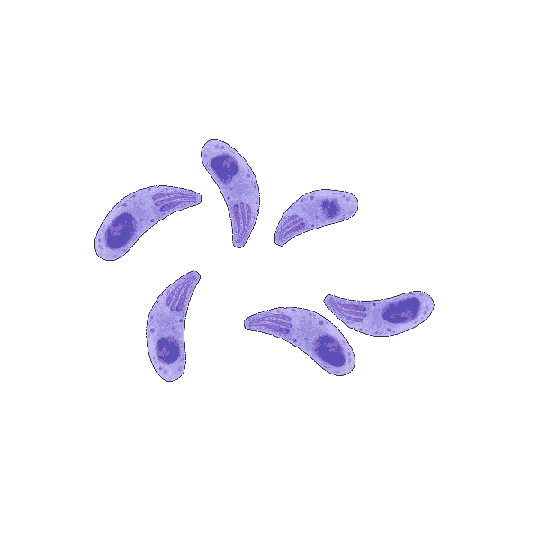 Toxoplasma.gif