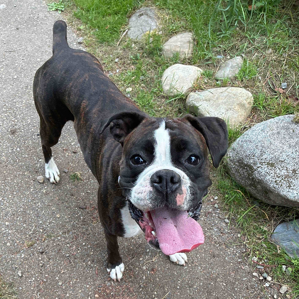 Roka