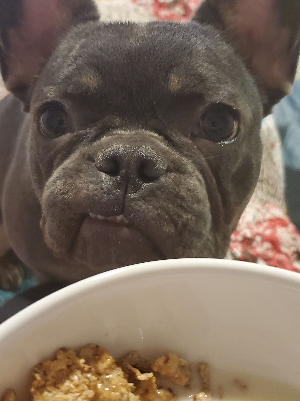 Holiday Pet Care Checklist