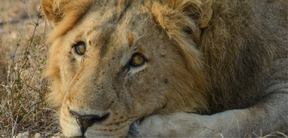 Thumbnail: Lion Sands Game Reserve
