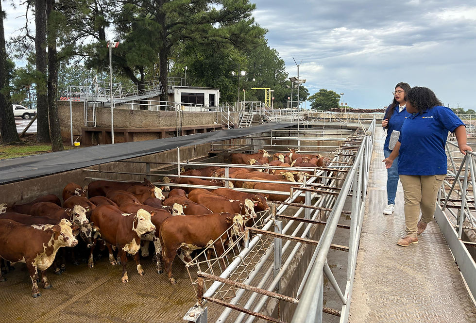 Evento realizado pela ABHB e Frigorífico Silva, em Santa Maria (RS), premiou criadores com melhores carcaças e lotes (Foto: Divulgação)