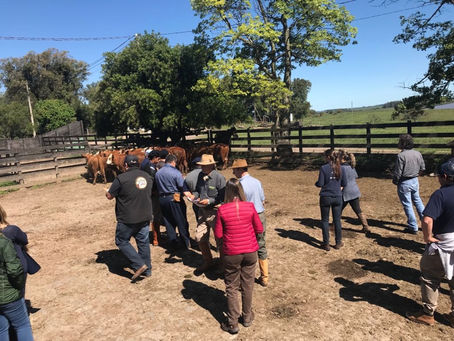 Touros de programa da Conexão Delta G têm 200 mil doses comercializadas por central