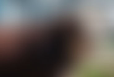 Oeste catarinense entra no mapa: Hereford e Braford avançam