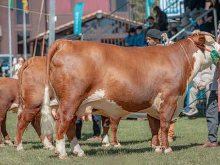 ABHB anuncia aumento de animais Hereford e Braford na Expointer 2025