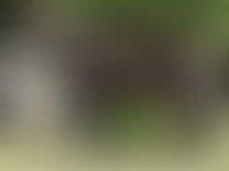 Vendas para fora do país marcaram leilão virtual da Estância Santa Anna