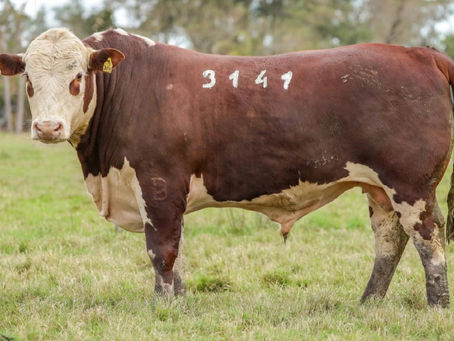 Preço fixo e compra direta: Guatambu muda formato de venda de touros na Farm Show