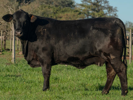 Liquidez e médias marcam leilão da GAP Genética e início da Temporada de Primavera