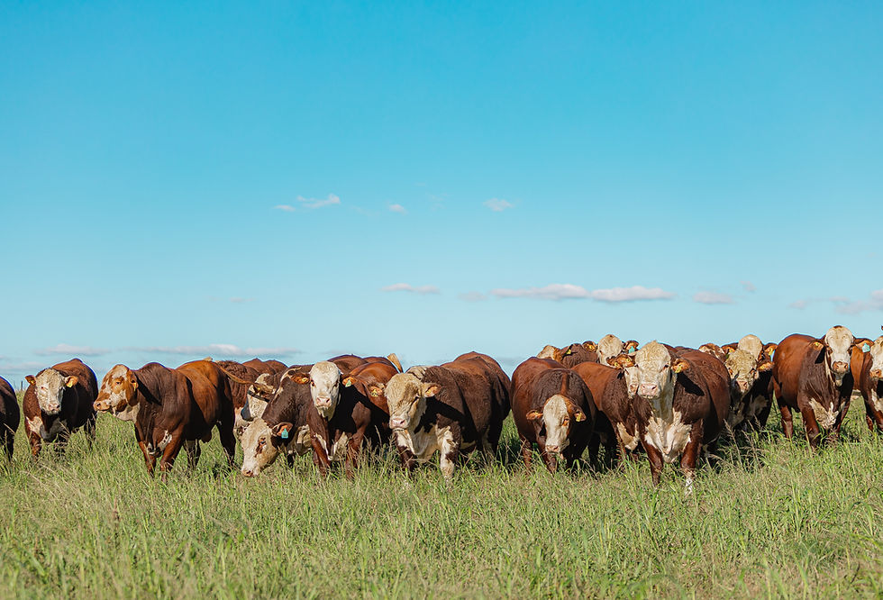 ABHB crava selo para marcar elite genética de Hereford e Braford