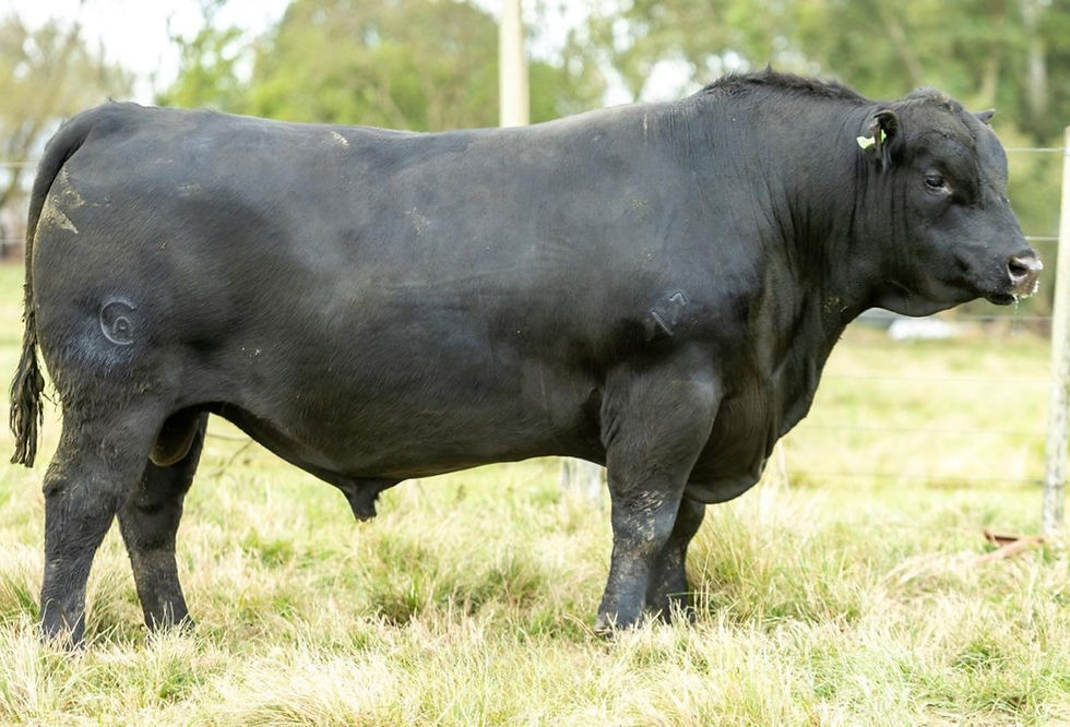 Remate terá 11 animais Red Angus e 24 Aberdeen, com seleção voltada à fertilidade, precocidade e características de produção de carne (Foto: Vittal Marketing/Divulgação)