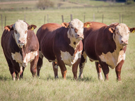 Inseminação Artificial ganha cada vez mais espaço na pecuária brasileira