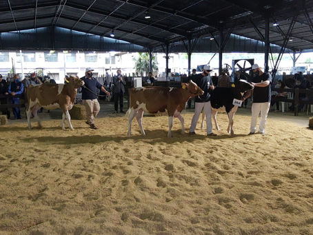 Abertas as inscrições para participação da raça Holandesa na Expointer
