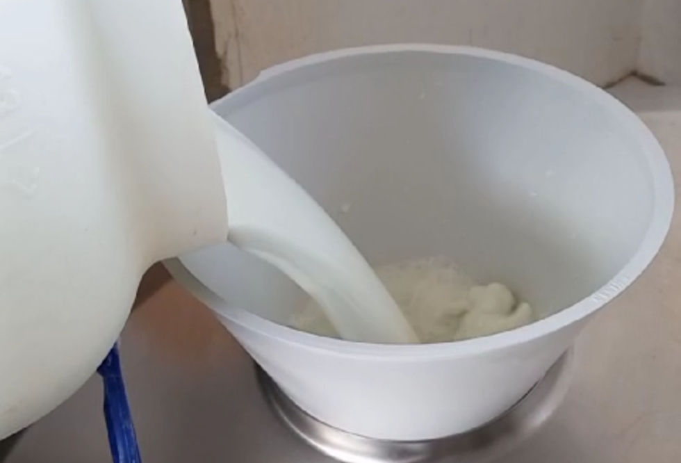 Kappa caseína em foco: gene pode elevar rendimento do leite de búfala em até 10%