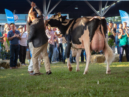 Raça Holandesa estreia prêmio para sólidos e traz juiz canadense à Expointer