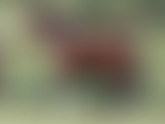 Leilão Maufer Redomão registra agilidade e liquidez 