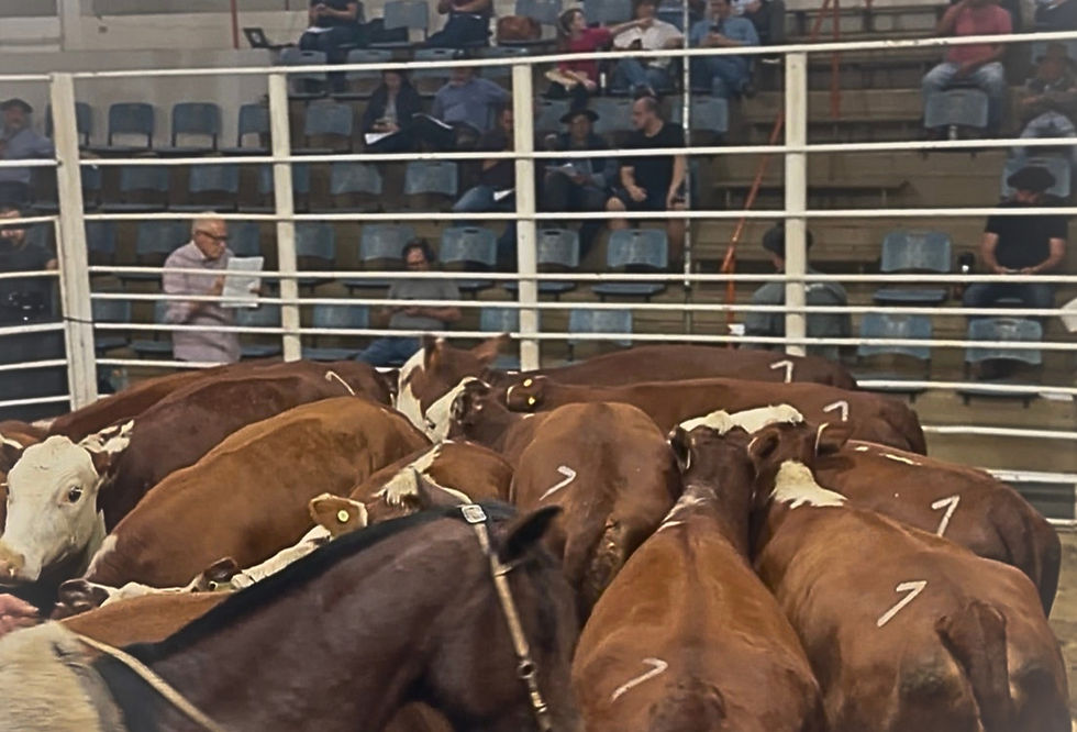 Conexão Delta G avalia que demanda firme por carne, oferta restrita e alta em leilões reforçam cenário positivo para animais melhoradores (Foto: Estância Silêncio/Divulgação)