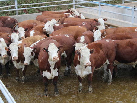 Abertas as inscrições para o Concurso de Carcaças Carne Hereford