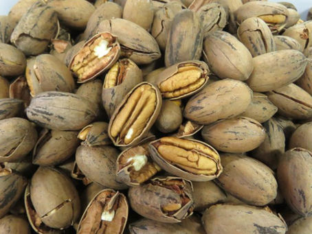 IBPecan busca código comum no Mercosul para noz-pecã e mira novos mercados