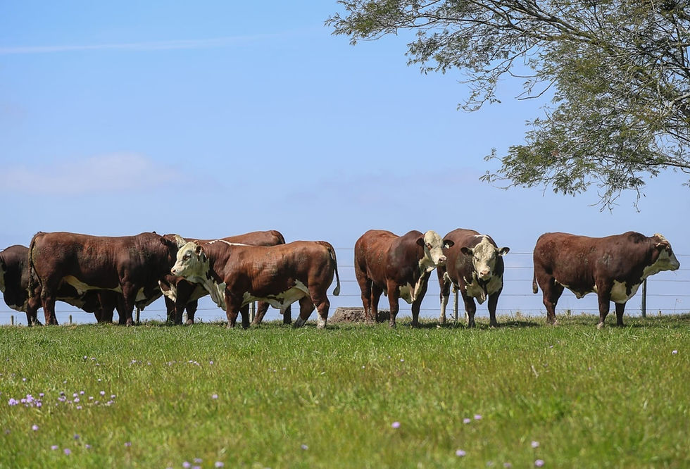 Leilão em Dom Pedrito (RS), no dia 12 de outubro, terá reprodutores Angus, Brangus, Hereford, Polled Hereford e Braford (Foto: Rafael Cagiani/Divulgação)
