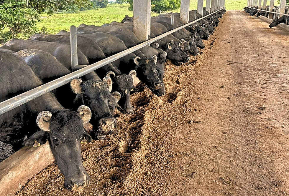 Associado da ABCB cita modernização das instalações e ampliação de salas de ordenha entre os motivos do bom desempenho (Foto: Laticínio Bufalíssima/Divulgação)
