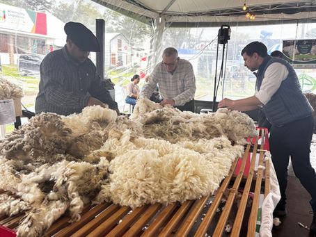 Expointer: finura e rendimento ao lavado definem valor da lã