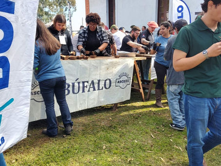 Da universidade ao prato: bubalinocultura ocupa espaço no Porteiras Abertas