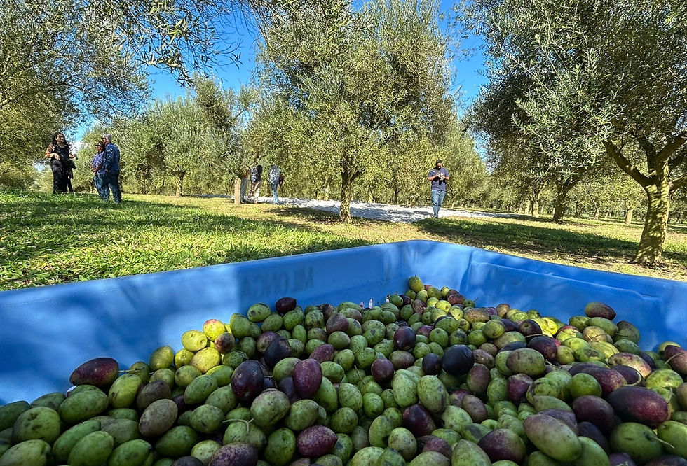 Simpósio em Belo Horizonte reunirá produtores, agências, operadores, hotelaria e gastronomia para discutir roteiros e comercialização (Foto: Nestor Tipa Júnior/AgroEffective)
