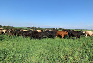 Pecuária pode produzir bem e ainda não criar valor na fazenda