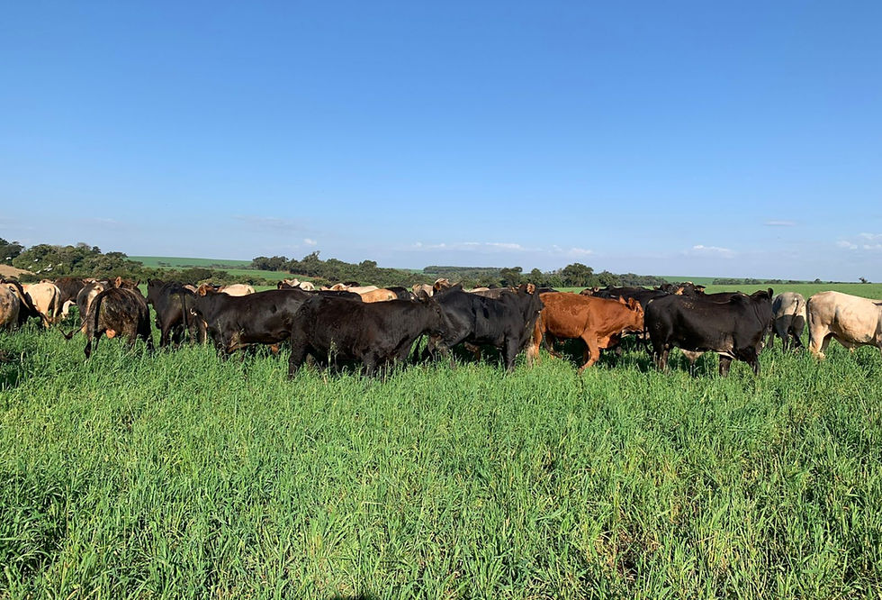 Produtividade, faturamento, custos, margem e retorno sobre o investimento revelam se a eficiência técnica vira resultado na fazenda (Foto: Armindo Barth Neto/Divulgação)