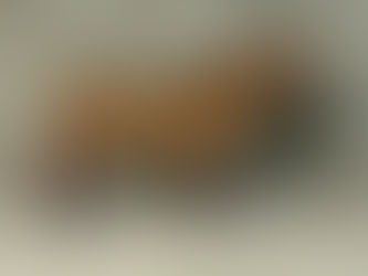 Leilão Barrigas de Ouro supera expectativa de média alcançada