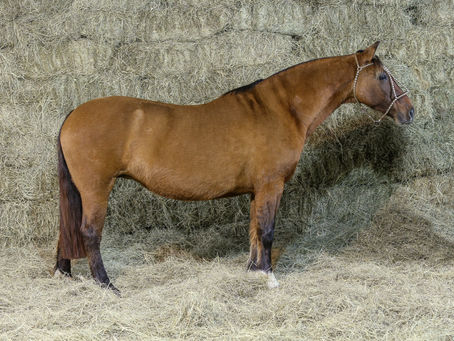 Leilão Barrigas de Ouro supera expectativa de média alcançada
