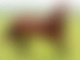 Genética reconhecida marca leilão virtual da Cabanha Quaraci