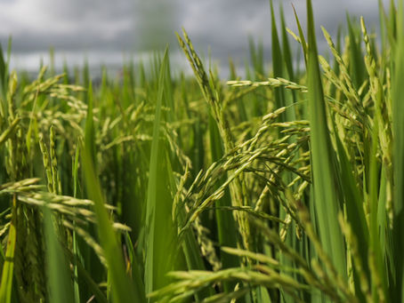 Federarroz vai adotar medidas judiciais sobre Projeto de Lei de Nova Santa Rita