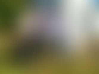 Ibraoliva e Sescon-RS terão espaço no Parque Assis Brasil em Esteio