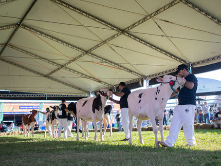 Criadores da raça holandesa já podem fazer inscrições para a 48ª Expointer