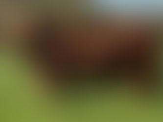 Touro Braford bate recorde da temporada no leilão da Estância Bela Vista