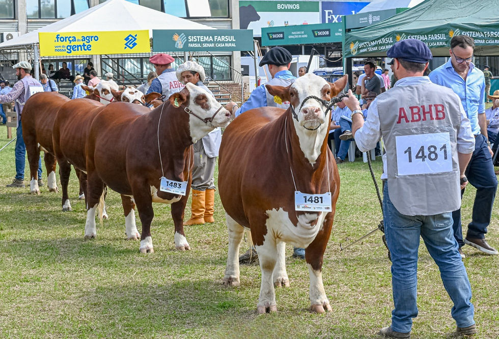 Raça Hereford registra avanço de 24% e chega a 187 exemplares; Braford terá 265 animais, alta de 3,5% sobre 2025 (Foto: Fernando Spolavori/Divulgação)