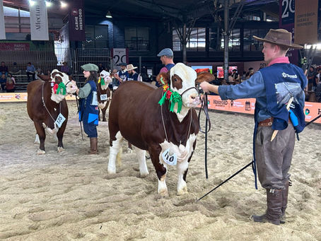 Mercado reage e genética ganha força na Nacional Hereford e Braford