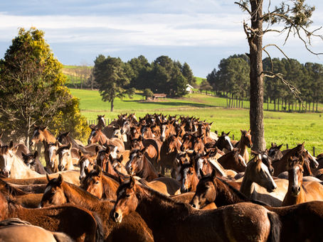 Esporte e calendário sustentam expansão do cavalo Crioulo