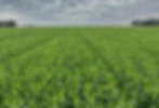 Elicit Plant Brasil avalia que lavouras se desenvolvem dentro do esperado, mas frio, seca e excesso de chuva exigem manejo preventivo (Foto: Elicit Plant Brasil/Divulgação)