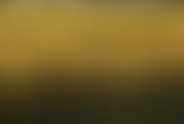 Antes da próxima safra, Federarroz orienta adesão a leilões governamentais