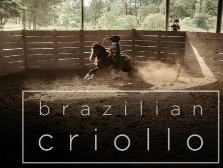 Premiado fotógrafo internacional registra a raça Crioula