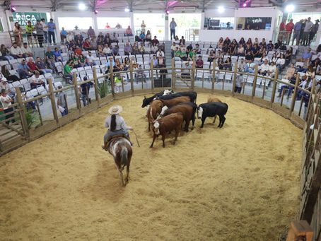Lavras do Sul dita o ritmo da pecuária gaúcha com remates do Universo Pecuária