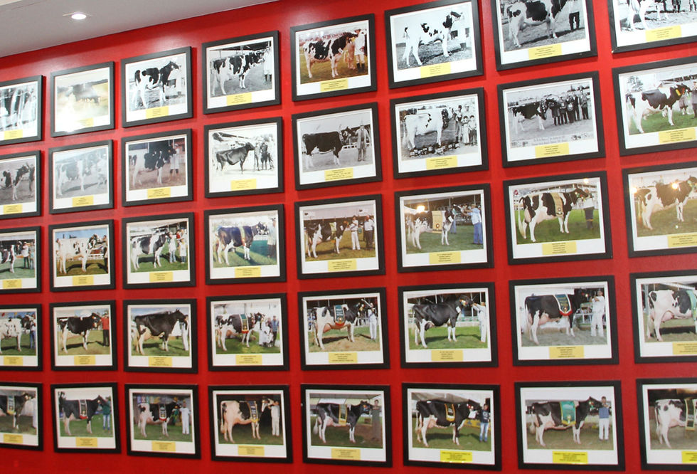Seleção reúne todas as campeãs de exposições e segue aberta, com final definida em votação entre as mais lembradas (Foto: JM Alvarenga/Divulgação)