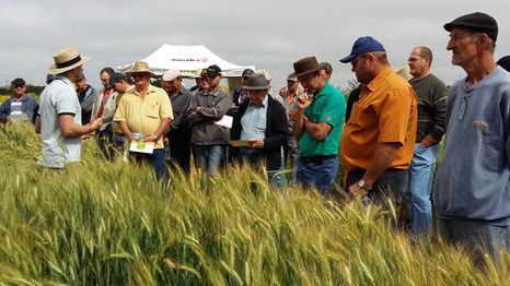 Cotrirosa realiza Dia de Campo sobre trigo
