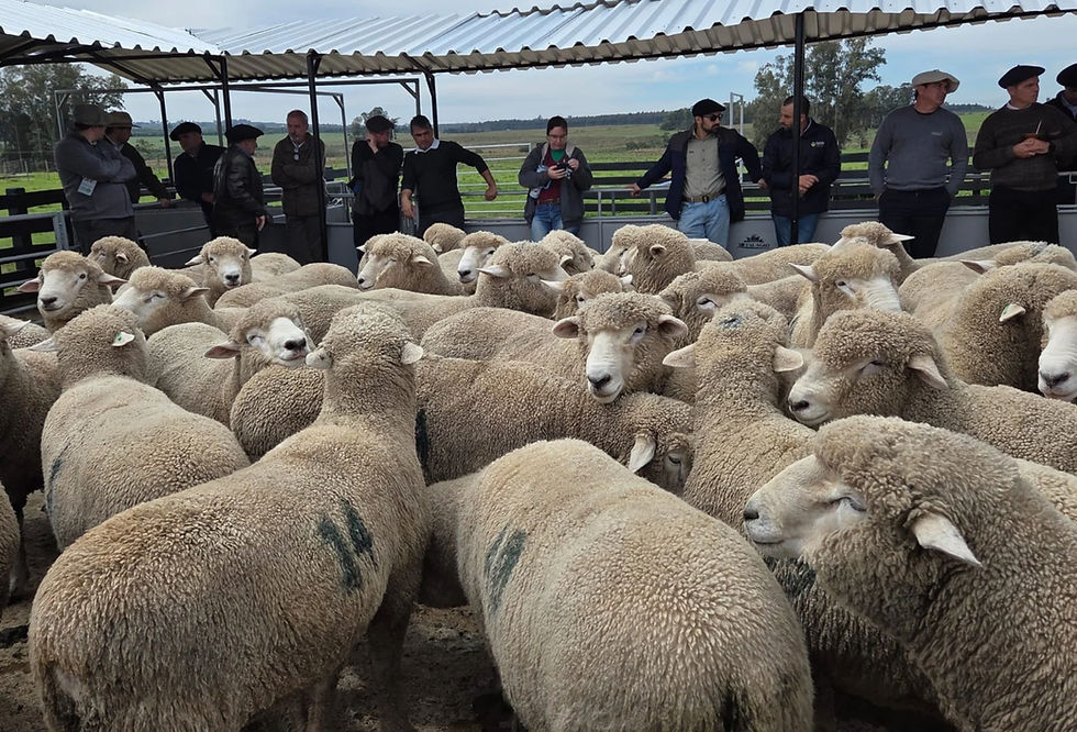 Avaliação de 113 dias reuniu 41 reprodutores e registrou ganho médio diário de até 333 gramas em pastagem de inverno (Foto: ABCC/Divulgação)